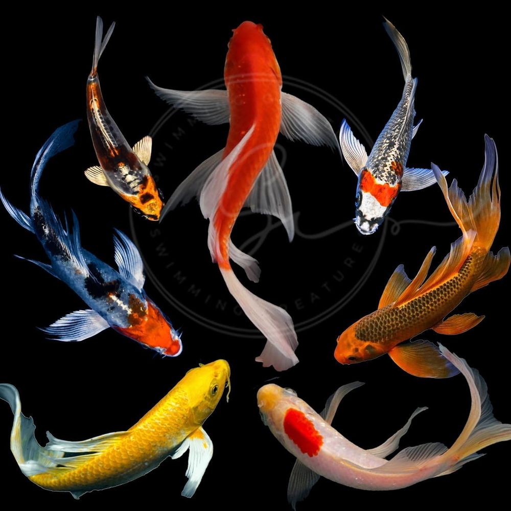 Assorted Colors Live Koi Fish  - Aquarium Fish In Pond review and price