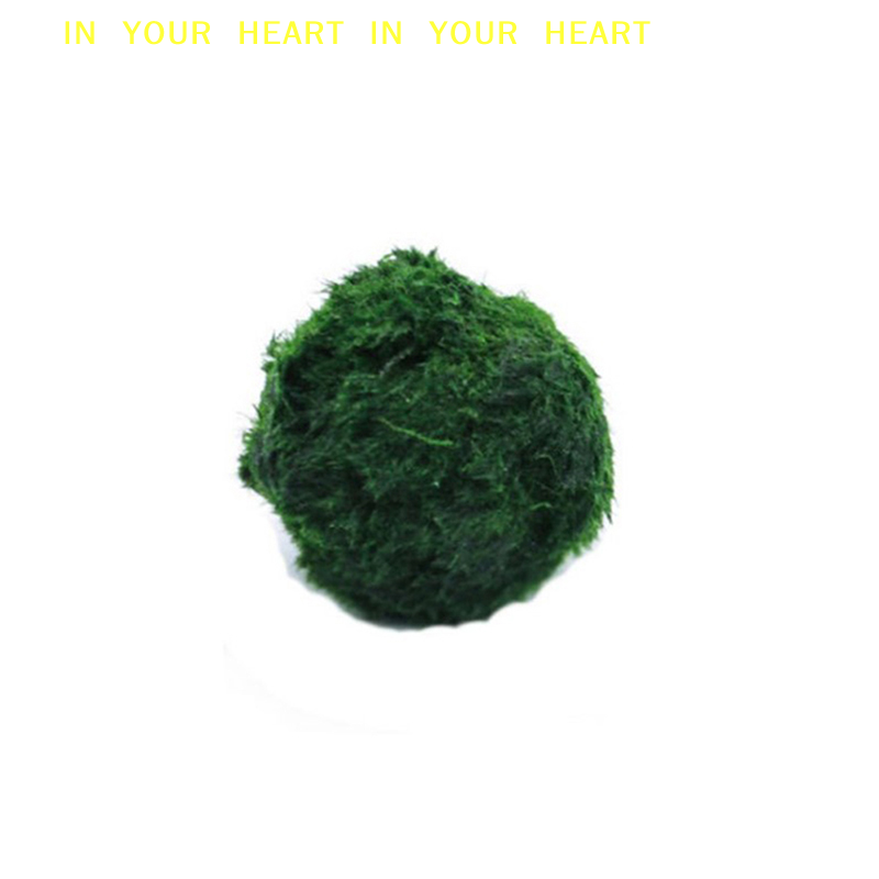 【X】3-4cm Marimo Moss Balls Liv - Aquarium Fish Ball review and price