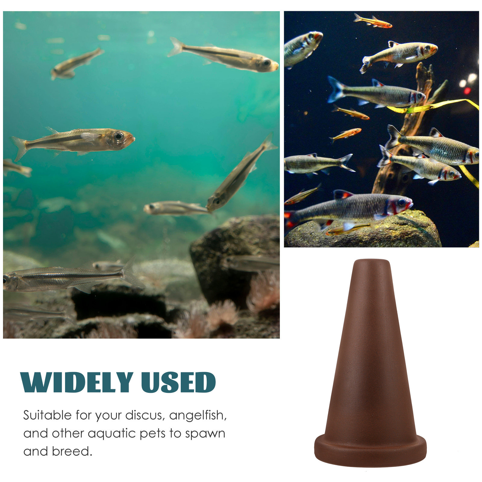 Aquarium Breeding Cone Fish Sp - Aquarium Fish Discus review and price