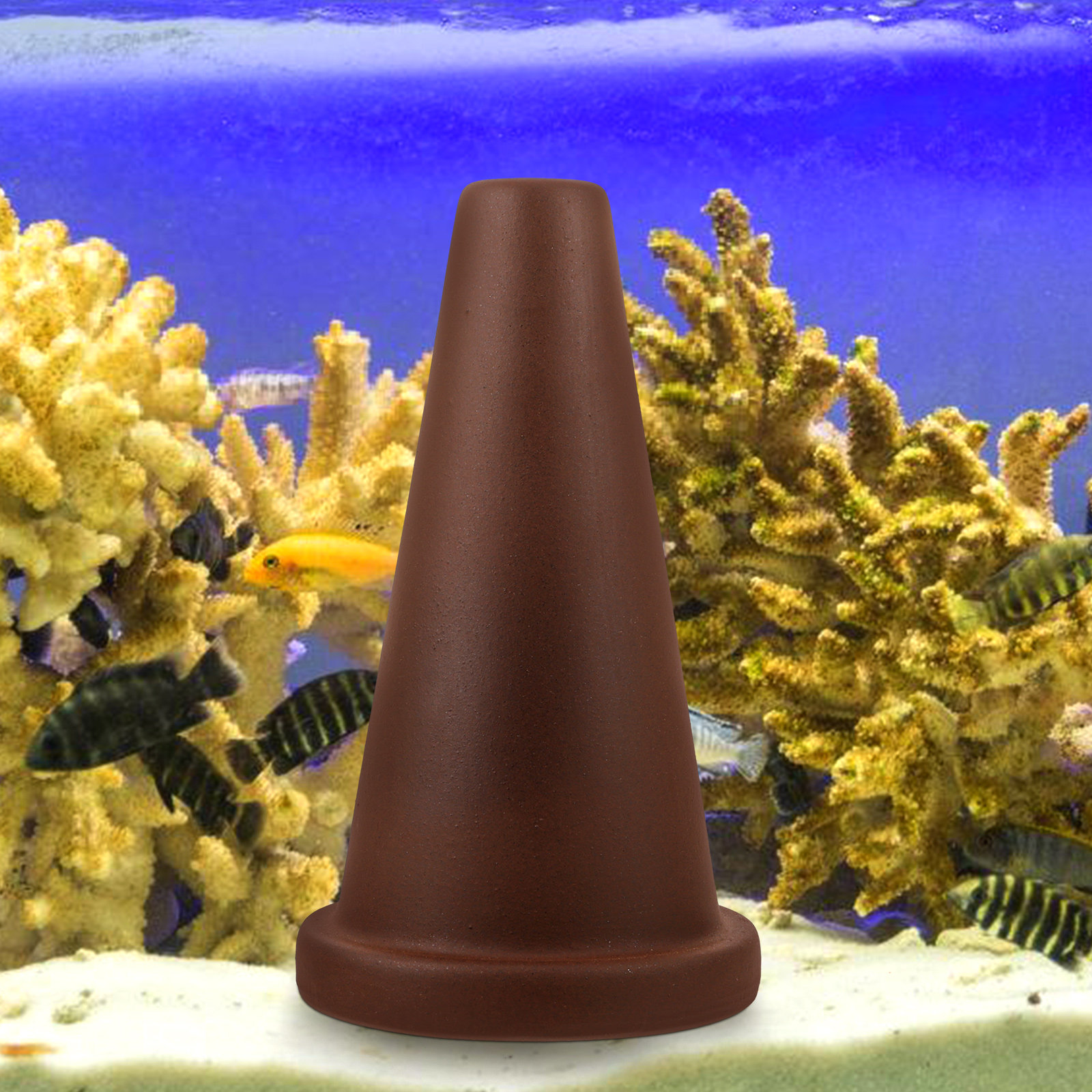 Aquarium Breeding Cone Fish Sp - Aquarium Fish Discus review and price