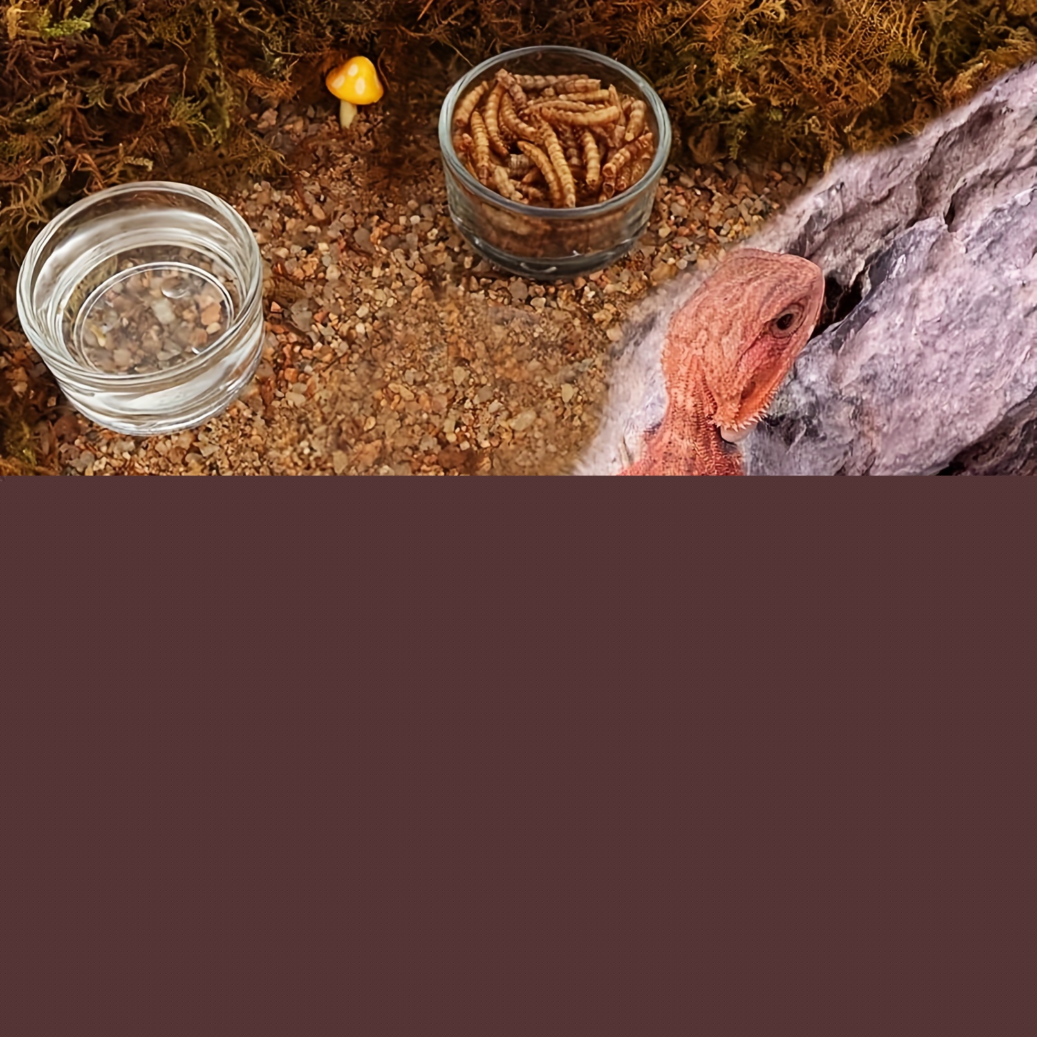 Glass Aquarium Mini Size Shrim - Aquarium Fish Food review and price